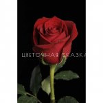 Роза красная