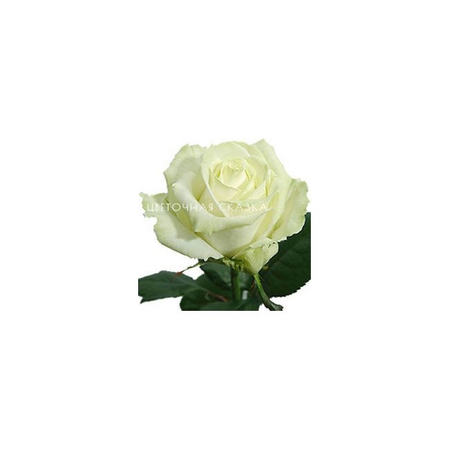 Букеты с цветком Роза эквадор