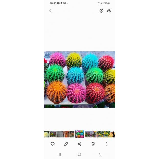 Кактус