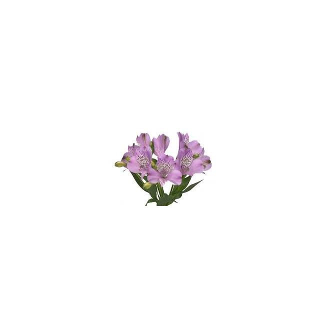 Альстромерия сиреневая
