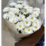 Ромашковые мечты