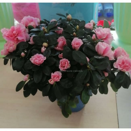 Азалия кустовая