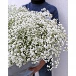 Гипсофила &laquo;Белое облако&raquo;
