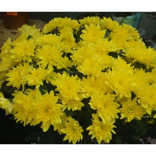 Кустовая желтая