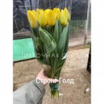 Солнечный тюльпан