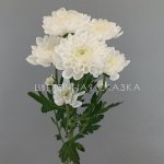 Белая кустовая хризантема