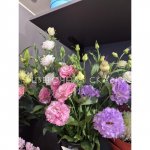 микс эустомы 1 шт