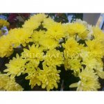 Хризантема кустовая зембла