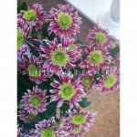 Фиолетовая кустовая хризантема