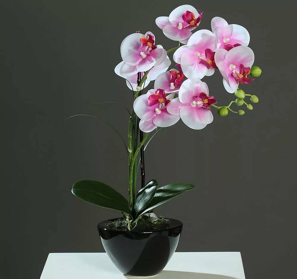 Фото орхидей в хорошем качестве в горшках