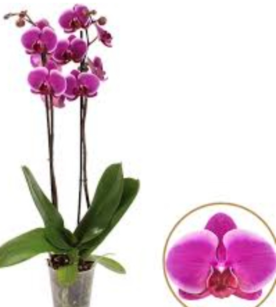 Купить цветы орхидеи в горшке. Фаленопсис Претория. Орхидея фаленопсис Претория. Орхидея фаленопсис Pretoria. Орхидея ambiance Phalaenopsis.