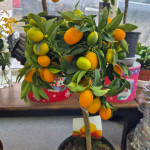 Тюльпан игольчатый розовый от интернет-магазина «Цветочная сказка»в Петропавловске-Камчатском